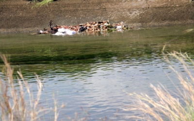 Adana'da Korkunç Görüntü! At ve Eşekleri Kesip Sulama Kanalına Attılar!