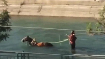 Adana’da Sıradan Bir Gün! At Arabasıyla Sulama Kanalında Gezintiye Çıktılar