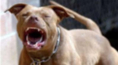 Ankara'da Başıboş Dolaşan Pitbull Dehşet Saçtı, Sokak Kedisini Boynundan Isırdı