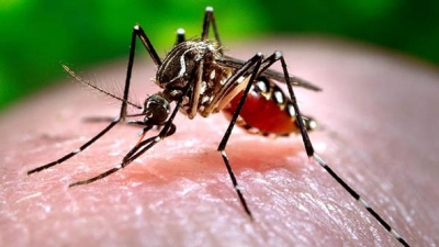 Bangladeş'te Sivrisinekten Bulaşan “Chikungunya” Salgını Panik Yarattı!