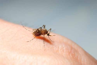 Dikkat Uzmanlar Uyarıyor! ‘Sıtma Ölümlere Neden Olan Ciddi Hastalıktır!’