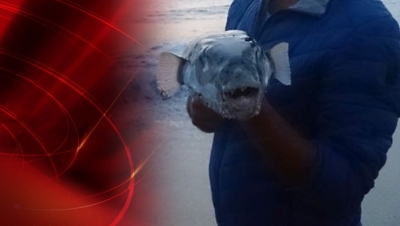 Siyanürden 50 Kat Zehirli Balon Balığı Sahile Vurdu