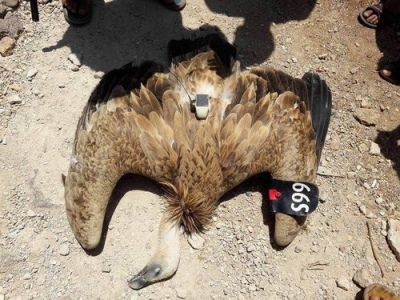 Suriye Sınırında Nesli Tükenmekte Olan Kuş Öldürüldü! Üzerinden Kamera Çıkan Kuş Casus Çıktı!
